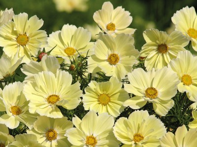 Cosmos bipinnatus 'Xanthos' - medium image 3