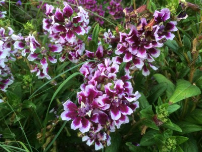 Cuphea 'Lilac Belle' - medium image 3