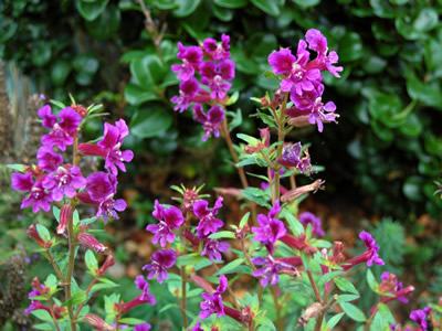 Cuphea viscossisima - medium image 3