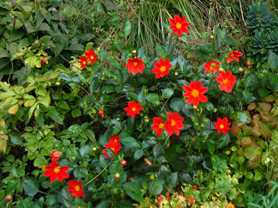 Dahlia coccinea - medium image 3