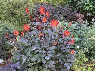 Dahlia 'Schipper's Bronze' - medium image 3