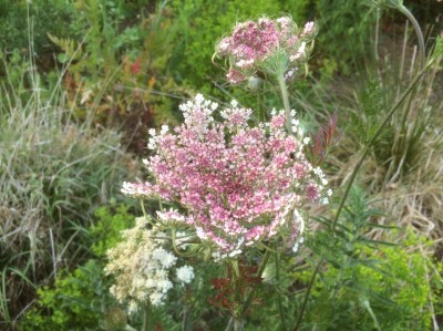 Daucus carota 'Dara' - medium image 3