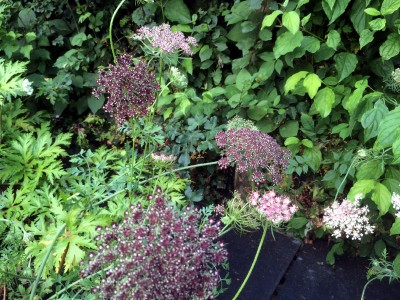Daucus carota 'Purple Kisses' - medium image 3