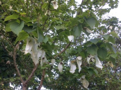 Davidia involucrata AGM - medium image 3
