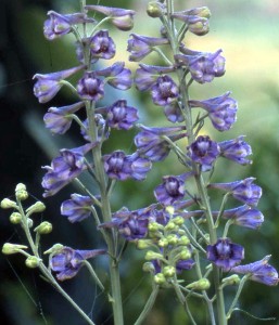 Delphinium exaltatum - medium image 3