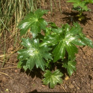 Delphinium requienii - medium image 3