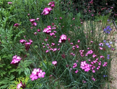 Dianthus carthusianorum - medium image 3