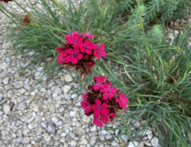 Dianthus cruentus - medium image 3