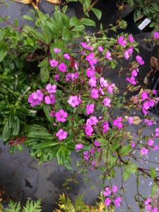 Dianthus japonicus - medium image 3