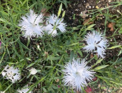 Dianthus superbus - medium image 3