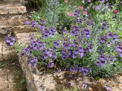 Diascia 'Blue Bonnet' - medium image 3