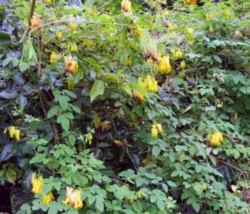 Dicentra scandens - medium image 3