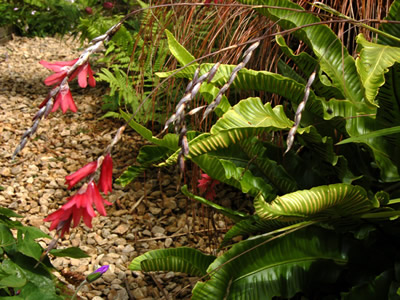 Dierama igneum - medium image 3