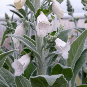 Digitalis heywoodii 'Silver Fox' - medium image 3