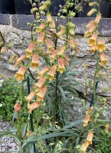 Digitalis obscura AGM - medium image 3