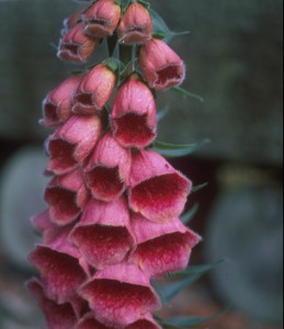Digitalis x mertonensis AGM - medium image 3