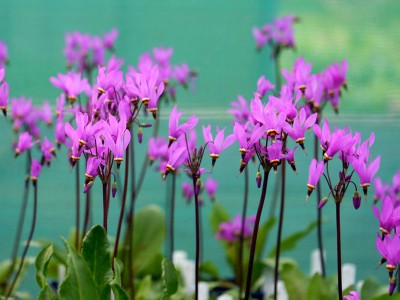 Dodecatheon meadia AGM - medium image 3