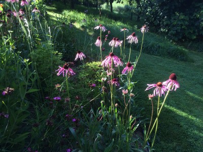 Echinacea pallida - medium image 3