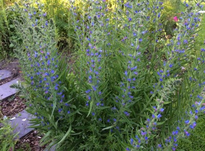 Echium vulgare - medium image 3