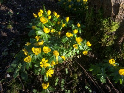 Eranthis hyemalis - medium image 3