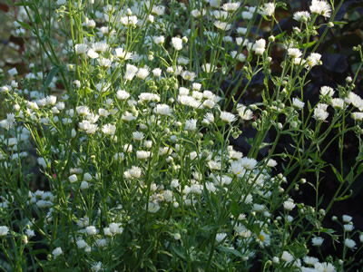 Erigeron annuus - medium image 3