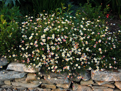 Erigeron karvinskianus - medium image 3