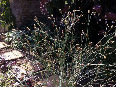 Eryngium ebracteatum - medium image 3