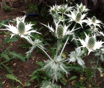 Eryngium giganteum 'Silver Ghost' - medium image 3
