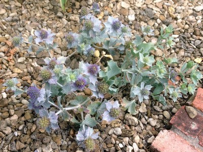 Eryngium maritimum - medium image 3