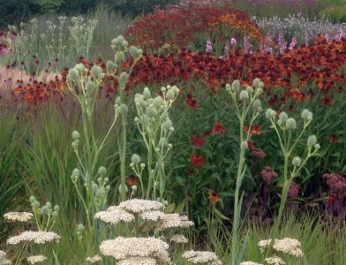 Eryngium yuccifolium - medium image 3