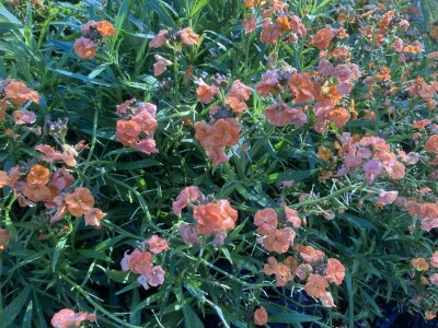 Erysimum 'Apricot Twist' - medium image 3