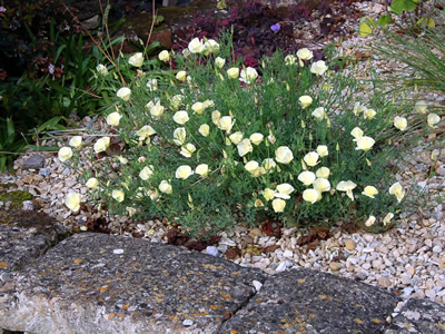 Eschscholzia californica 'Alba' - medium image 3
