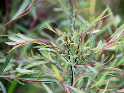 Eucalyptus nicholii - medium image 3
