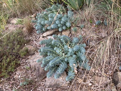 Euphorbia myrsinites - medium image 3