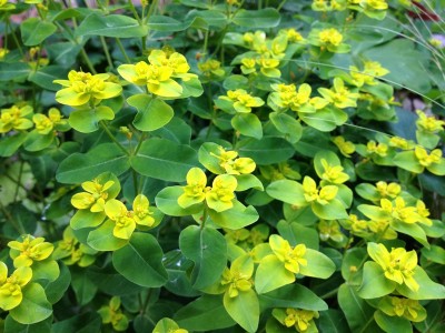 Euphorbia oblongata - medium image 3
