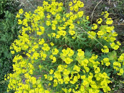 Euphorbia paniculata ssp monchiquensis - medium image 3