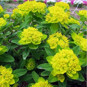 Euphorbia polychroma AGM - medium image 3