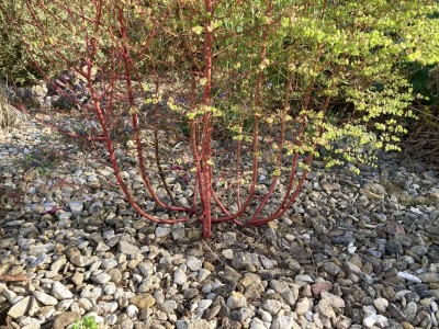 Euphorbia stricta - medium image 3