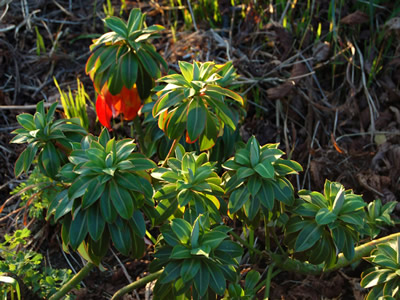 Euphorbia stygiana - medium image 3