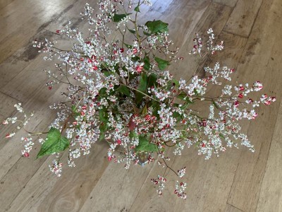 Fagopyrum dibotrys - medium image 3