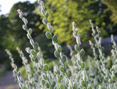Fibigia clypeata - medium image 3