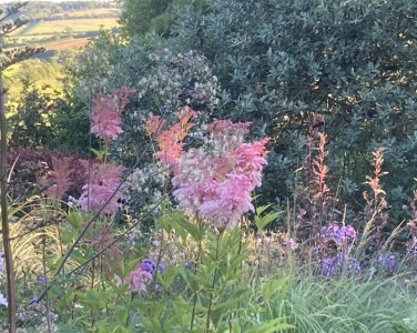Filipendula rubra 'Venusta' AGM - medium image 3