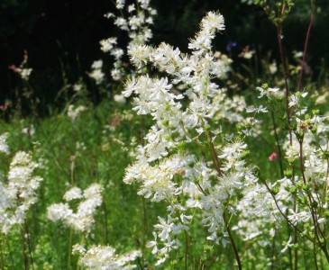 Filipendula vulgaris - medium image 3