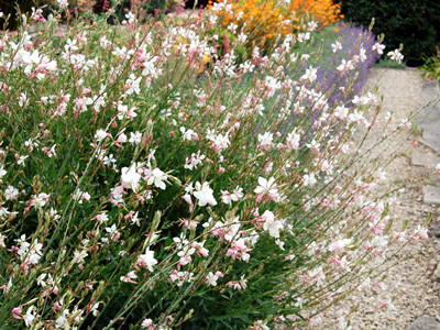 Gaura lindheimeri - medium image 3
