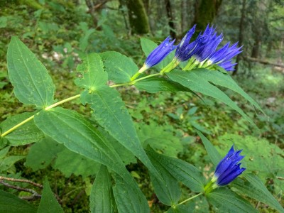 Gentiana asclepiadea - medium image 3