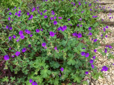 Geranium 'Bill Wallis' - medium image 3