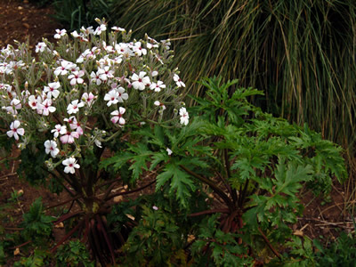 Geranium maderense 'Alba' - medium image 3
