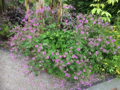 Geranium palmatum - medium image 3