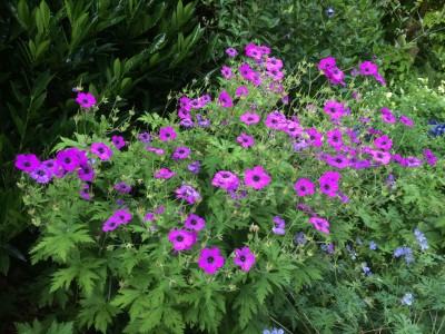 Geranium psilostemon - medium image 3