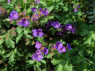 Geranium x magnificum - medium image 3